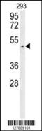 Leucine Zipper Protein 4 antibody, 55-113, ProSci, Western Blot image 