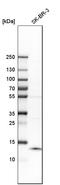S100 Calcium Binding Protein A9 antibody, HPA004193, Atlas Antibodies, Western Blot image 