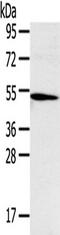 TNF Receptor Superfamily Member 4 antibody, TA351827, Origene, Western Blot image 