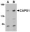Calcium-dependent secretion activator 1 antibody, TA306560, Origene, Western Blot image 