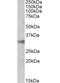 NIMA Related Kinase 7 antibody, OAEB01009, Aviva Systems Biology, Western Blot image 