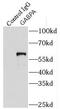GA Binding Protein Transcription Factor Subunit Alpha antibody, FNab03280, FineTest, Immunoprecipitation image 
