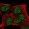 Scm Polycomb Group Protein Like 4 antibody, NBP2-57381, Novus Biologicals, Immunofluorescence image 