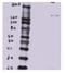 BTB Domain Containing 7 antibody, AP31918PU-N, Origene, Western Blot image 