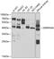 Corticosteroid-binding globulin antibody, 15-102, ProSci, Western Blot image 