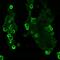 Adhesion G Protein-Coupled Receptor G1 antibody, 720373, Invitrogen Antibodies, Immunocytochemistry image 