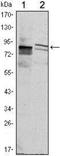 Kelch Like Family Member 11 antibody, NBP1-51625, Novus Biologicals, Western Blot image 
