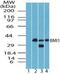 BMI1 Proto-Oncogene, Polycomb Ring Finger antibody, PA5-23308, Invitrogen Antibodies, Western Blot image 