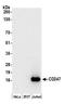 T-cell surface glycoprotein CD3 eta chain antibody, A305-212A, Bethyl Labs, Western Blot image 