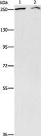 AT-rich interactive domain-containing protein 1A antibody, PA5-50603, Invitrogen Antibodies, Western Blot image 