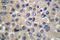 WNK1 antibody, LS-C176254, Lifespan Biosciences, Immunohistochemistry frozen image 