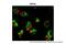 Transient Receptor Potential Cation Channel Subfamily V Member 6 antibody, ARP35284_P050, Aviva Systems Biology, Immunohistochemistry paraffin image 