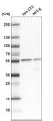Plasminogen activator inhibitor 1 RNA-binding protein antibody, NBP1-85660, Novus Biologicals, Western Blot image 