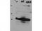HAUS augmin-like complex subunit 8 antibody, TA319226, Origene, Western Blot image 