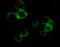 Sky antibody, 32-233, ProSci, Immunofluorescence image 