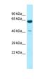 Keratin 9 antibody, orb326500, Biorbyt, Western Blot image 