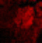 Interleukin 23 Subunit Alpha antibody, 3795, ProSci Inc, Immunofluorescence image 