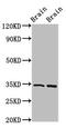 Forkhead box protein E3 antibody, LS-C670173, Lifespan Biosciences, Western Blot image 