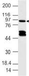 Dapper homolog 1 antibody, A04683, Boster Biological Technology, Western Blot image 