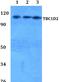 TBC1 Domain Family Member 2 antibody, PA5-75826, Invitrogen Antibodies, Western Blot image 