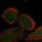 F-Box Protein 41 antibody, NBP2-58465, Novus Biologicals, Immunofluorescence image 
