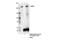 AT-Rich Interaction Domain 2 antibody, 82342S, Cell Signaling Technology, Immunoprecipitation image 