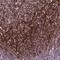Elastin Microfibril Interfacer 3 antibody, NBP2-49308, Novus Biologicals, Immunohistochemistry frozen image 