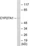 Cytochrome P450 Family 27 Subfamily A Member 1 antibody, EKC1909, Boster Biological Technology, Western Blot image 