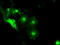 Solute carrier family 2, facilitated glucose transporter member 5 antibody, TA500603, Origene, Immunofluorescence image 
