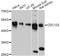 Cell division cycle protein 123 homolog antibody, abx125639, Abbexa, Western Blot image 