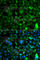 Zinc finger protein neuro-d4 antibody, A7349, ABclonal Technology, Immunofluorescence image 