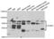 Small conductance calcium-activated potassium channel protein 3 antibody, abx004688, Abbexa, Western Blot image 