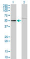 Zinc Finger Protein 92 antibody, LS-C133845, Lifespan Biosciences, Western Blot image 