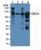 Ceruloplasmin antibody, LS-C663645, Lifespan Biosciences, Western Blot image 