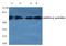 Protein Kinase AMP-Activated Catalytic Subunit Alpha 1 antibody, AP01523PU-N, Origene, Western Blot image 