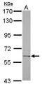 Carbohydrate Sulfotransferase 2 antibody, LS-C155594, Lifespan Biosciences, Western Blot image 