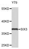 Homeobox protein SIX3 antibody, STJ112918, St John