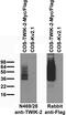 Potassium channel subfamily K member 6 antibody, 73-463, Antibodies Incorporated, Western Blot image 