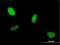 Protein atonal homolog 1 antibody, H00000474-M01, Novus Biologicals, Immunocytochemistry image 