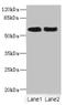 Nuclear Factor I A antibody, LS-C676151, Lifespan Biosciences, Western Blot image 