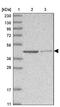 GDP-Mannose Pyrophosphorylase A antibody, PA5-57303, Invitrogen Antibodies, Western Blot image 