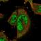 COP9 Signalosome Subunit 8 antibody, HPA036485, Atlas Antibodies, Immunocytochemistry image 