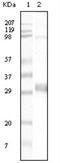 Neomycin Phosphotransferase II antibody, NB110-60487, Novus Biologicals, Western Blot image 