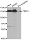 DNA polymerase delta catalytic subunit antibody, LS-C333982, Lifespan Biosciences, Western Blot image 