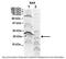 BAX antibody, 31-014, ProSci, Western Blot image 