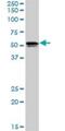 SH2 Domain Containing 4A antibody, H00063898-D01P, Novus Biologicals, Western Blot image 