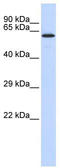 Jumonji Domain Containing 4 antibody, TA345372, Origene, Western Blot image 