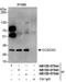 Coiled-Coil Domain Containing 43 antibody, NB100-97845, Novus Biologicals, Western Blot image 