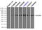 Solute carrier family 2, facilitated glucose transporter member 5 antibody, TA500575, Origene, Immunoprecipitation image 