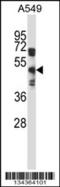 Sphingosine-1-Phosphate Receptor 5 antibody, 57-714, ProSci, Western Blot image 
